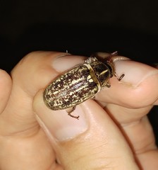 Anoxia maculiventris