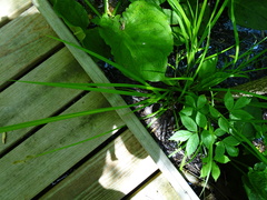 Carex sparganioides