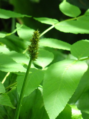 Carex sparganioides