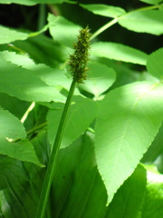 Carex sparganioides