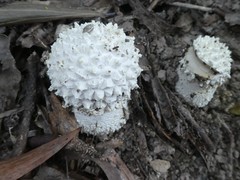 Amanita pyramidifera