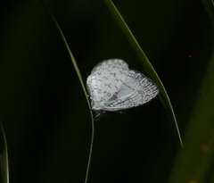 Spalgis lemolea lemolea