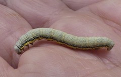 Lycia zonaria