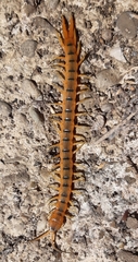 Scolopendra cingulata