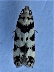 Pseudotelphusa scalella