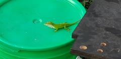 Anolis carolinensis