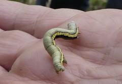 Lycia zonaria