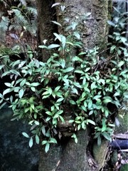 Elaeocarpus holopetalus