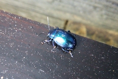 Chrysolinina