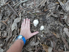Amanita pyramidifera