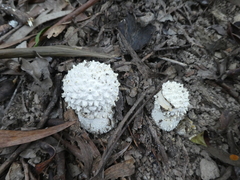 Amanita pyramidifera