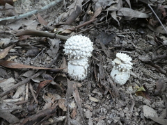Amanita pyramidifera