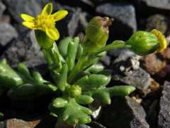 Senecio maritimus