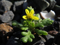 Senecio maritimus