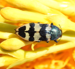 Castiarina placida