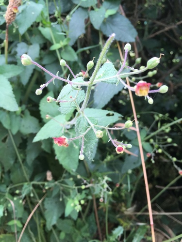 Balm-leaved Figwort