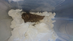 Otus brucei
