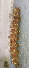 Lepidoptera