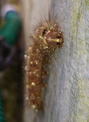 Lepidoptera