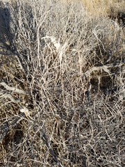 Calochortus striatus