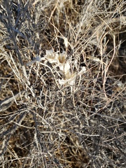 Calochortus striatus