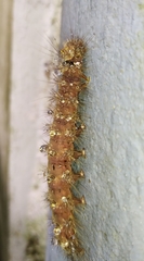 Lepidoptera