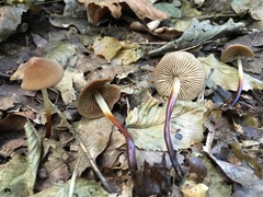 Marasmius cohaerens