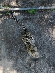 Panthera pardus orientalis