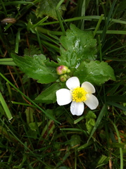 Ranunculoideae