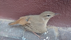 Cercotrichas galactotes