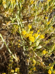 Chrysothamnus