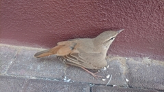 Cercotrichas galactotes