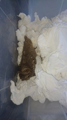 Otus brucei
