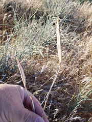 Calochortus striatus