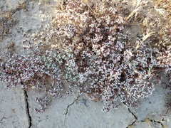 Chorizanthe spinosa