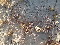Chorizanthe spinosa