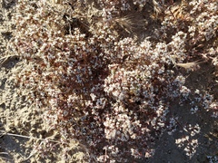 Chorizanthe spinosa