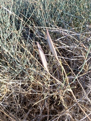 Calochortus striatus