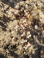 Chorizanthe spinosa