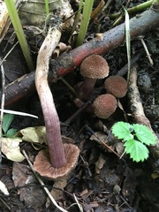 Inocybe cincinnata