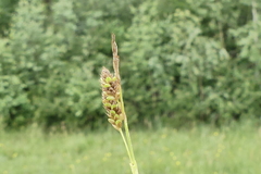Carex pallescens