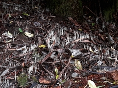 Macrotyphula defibulata