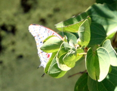 Charaxes saturnus saturnus