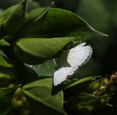 Spalgis lemolea lemolea