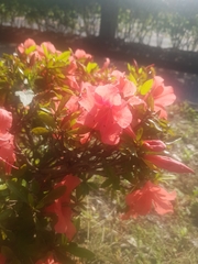 Rhododendron indicum