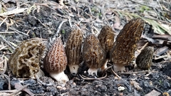 Morchella eximia