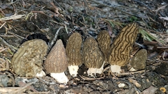 Morchella eximia