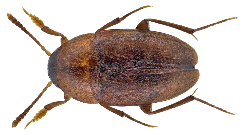 Nargus velox