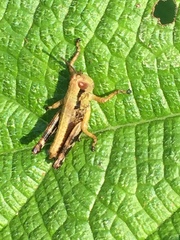 Parapodisma setouchiensis