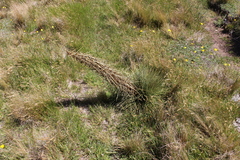 Aciphylla subflabellata